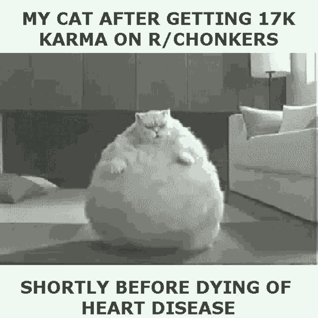 Big Cat Karma GIF - Big Cat Karma Heart Disease GIFs