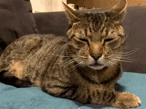 a cat is laying down on a blue blanket with its eyes closed