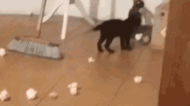 a black dog standing on a wooden floor next to a broom and tissues .