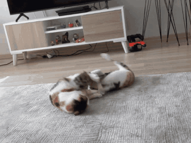 two cats are playing on a rug in front of a television