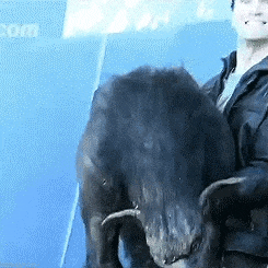 a man is holding a large black animal with horns in front of a sign that says com
