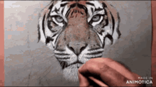 a person is drawing a tiger with a pencil