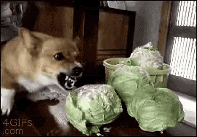 Sushichaeng Dog Eating Cabbage GIF - Sushichaeng Dog Eating Cabbage Dog Eating Cabbage Gif GIFs
