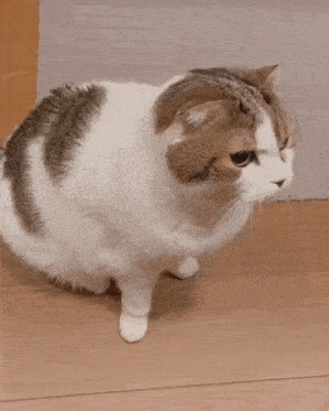 a brown and white cat standing on a wooden floor looking at the camera .