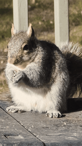 a squirrel is sitting on a wooden deck eating nuts