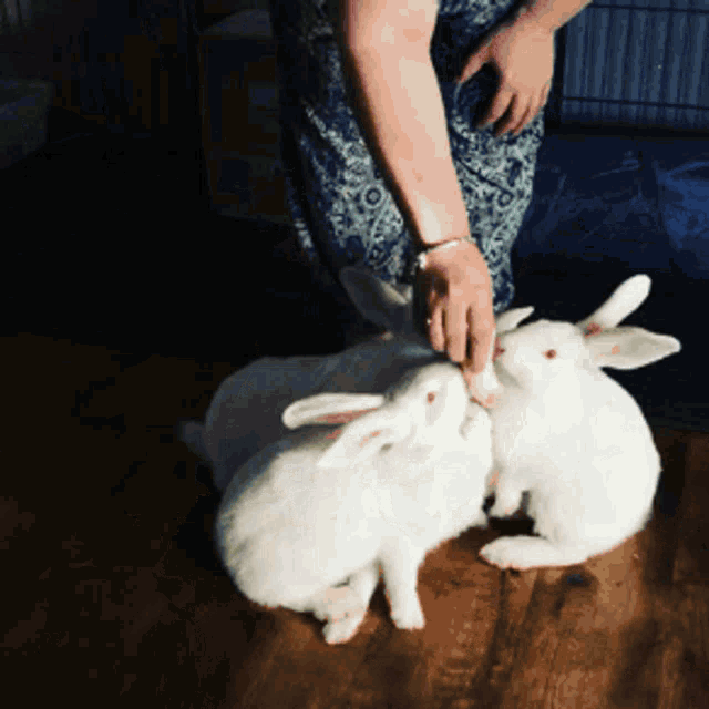 Rabbit Bunny GIF - Rabbit Bunny Litter GIFs