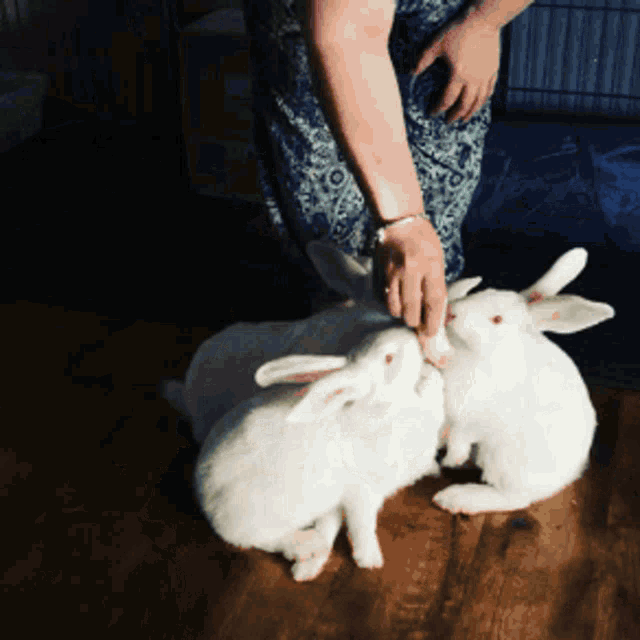 a woman is petting two white rabbits on the floor