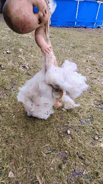 a baby doll is hanging from a rope in a field .