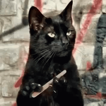 Cat Moving GIF - Cat Moving Hands GIFs