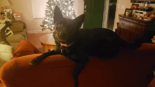 Excited Dog GIF - Excited Dog Christmas GIFs