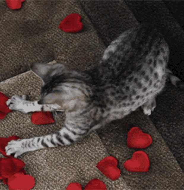 a kitten is playing with red heart shaped rose petals on the floor