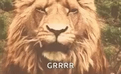 Aslan Narnia GIF - Aslan Narnia Lion GIFs