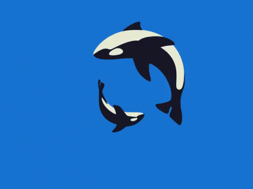 Orcaa GIF - Orcaa GIFs