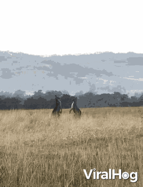 two horses in a field with the words viralhog on the bottom right