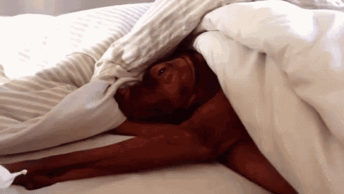 Having To Wake Up Early GIF - Wake Up Dog GIFs