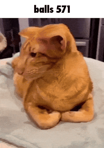 a cat laying on a blanket with the words balls 571 below it