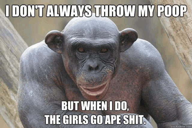 a chimpanzee says i don t always throw my poop but when i do the girls go ape shit .