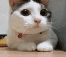 a white and brown cat with a red collar is laying down on a wooden floor .