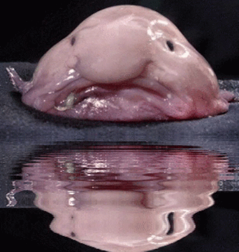 Blobfish Reflection GIF - Blobfish Reflection Big Nose GIFs