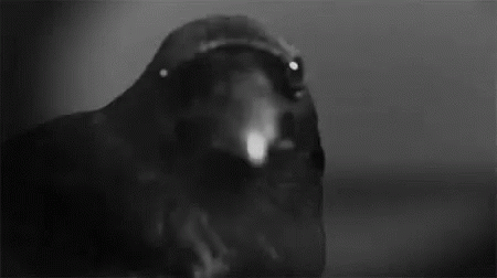 Raven Animals GIF - Raven Animals Crow GIFs