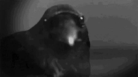 a black and white photo of a crow with its beak open and looking at the camera .