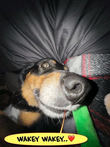 a dog laying under a blanket with a yellow sign that says wakey wakey