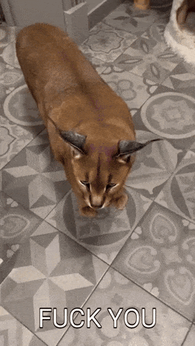 a cat walking on a tiled floor with the words " fuck you " on it