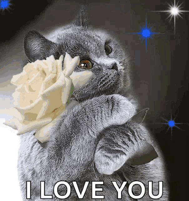 a cat is holding a white rose in its paws and says " i love you "
