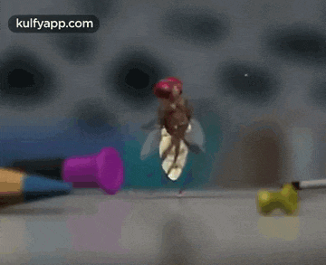 a fly is sitting on a table next to a pencil and a purple pin