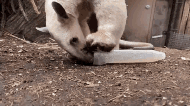 a kangaroo is playing with a plastic bottle in the dirt