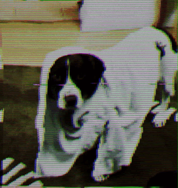 a blurry picture of a dog and a cat with a purple background