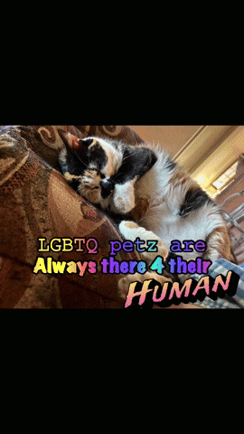 a cat laying on a couch with the words lgbtq petz are always there for their human