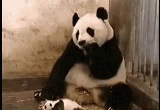Panda Kaget GIF - Panda Kaget Lucu GIFs
