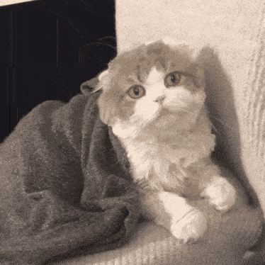 a cat laying on a couch with a blanket around it