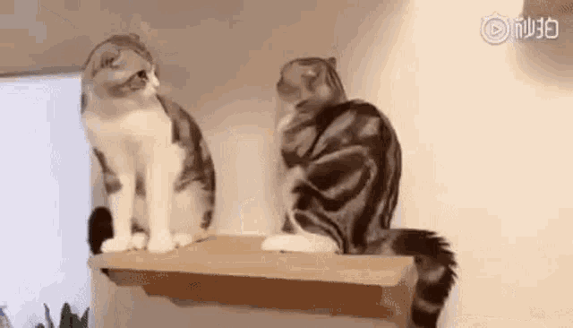 two cats are sitting on top of a wooden shelf .