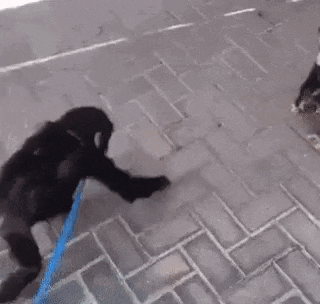 a gorilla is walking on a leash on a brick sidewalk .