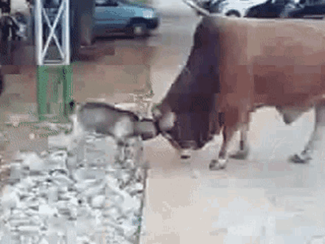 Fight Bull GIF - Fight Bull Goat GIFs