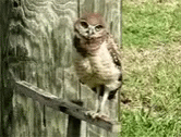 Owl Headtilt GIF