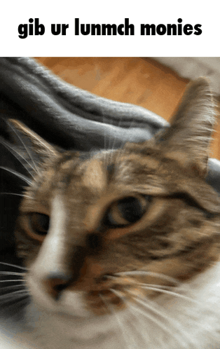 a close up of a cat with gib ur lunmch monies written below it