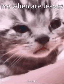a close up of a cat 's face with the words `` me when ace leaves '' written on it .