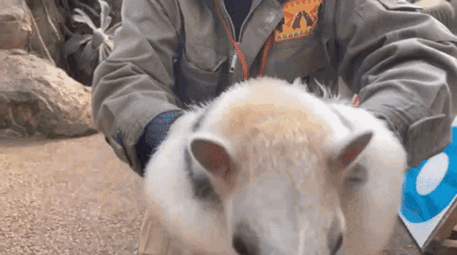 a person is holding a kangaroo in their arms and the kangaroo is looking at the camera .