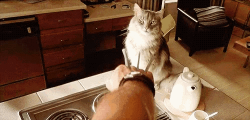 a cat is sitting on a kitchen counter looking at a person 's hand .