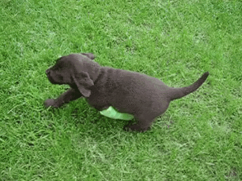 a puppy with a green bandage on its leg is running on the grass .