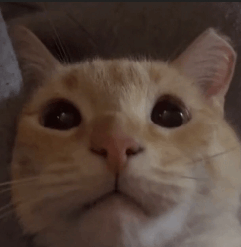 Cat GIF - Cat - Discover & Share GIFs