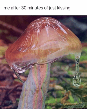 a picture of a mushroom with water dripping from it