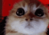a close up of a cat 's face with big eyes .