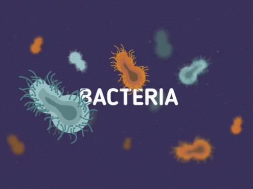 Bacteria GIF