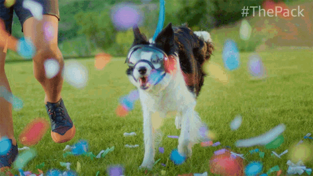 a dog wearing goggles is walking in a field with confetti falling around it and the hashtag #thepack on the bottom