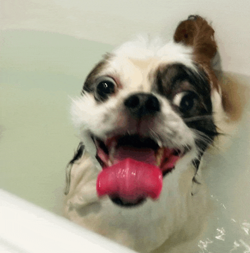 a brown and white dog in a bathtub with its tongue hanging out