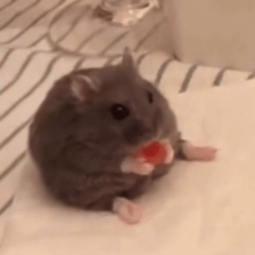 Bob Rat GIF - Bob Rat Mouse GIFs